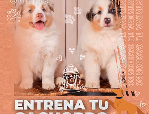 ENTRENA TU CACHORRO